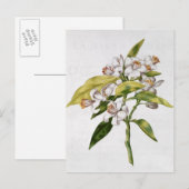 オレンジ色の木の花、'ラGuirlande de de Julie'から ポストカード (正面/裏面)