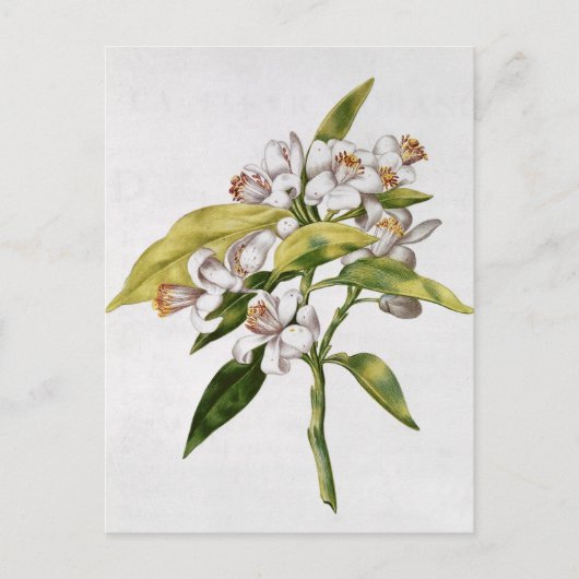 オレンジ色の木の花、'ラGuirlande de de Julie'から ポストカード (正面)