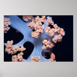 オレンジ色の柔らかいサンゴ ポスター