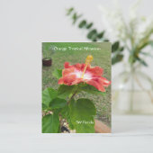 オレンジ色の熱帯ハイビスカスフラワーポストカード ポストカード (スタンド正面)
