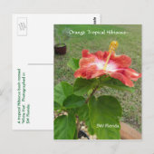 オレンジ色の熱帯ハイビスカスフラワーポストカード ポストカード (正面/裏面)