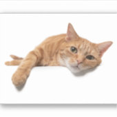 オレンジ色の猫が倒れる シール (正面)