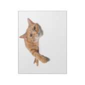 オレンジ色の猫が倒れる ノートパッド (回転)