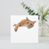 オレンジ色の猫が倒れる 案内状 (スタンド正面)