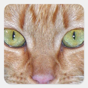 オレンジ色の猫の目 スクエアシール