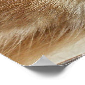 オレンジ色の猫の目 ポスター (角)