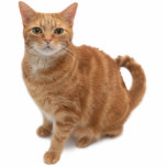 オレンジ色の猫立ち フォトスカルプチャー<br><div class="desc">カメラを見ながら立っているオレンジ色のタビー猫</div>