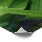 オレンジ色の白蓮 – タイガーリリー – 花。 ポスター (角)