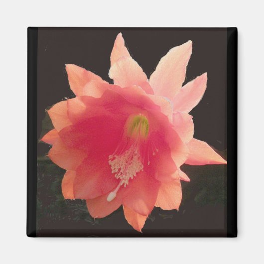 オレンジ色の着生磁石 マグネット (正面)