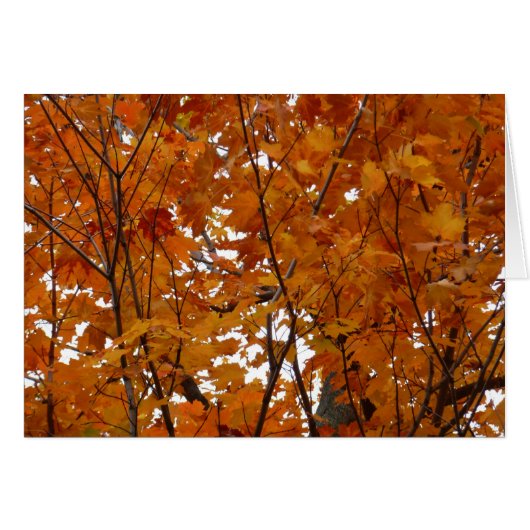 オレンジ色の紅葉の枝 I (正面横)