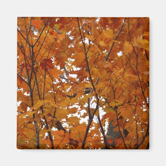 オレンジ色の紅葉の枝 I マグネット (正面)