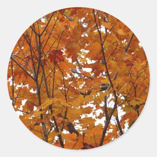 オレンジ色の紅葉の枝 I ラウンドシール (正面)