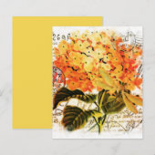 オレンジ色の紫陽花 (正面/裏面)