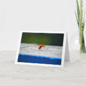 オレンジ色の羽を持つアカビケトンボ カード (正面)