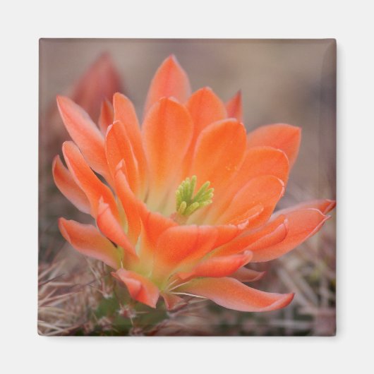 オレンジ色の花が咲くマグネット マグネット (正面)