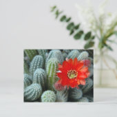 オレンジ色の花のサボテン ポストカード (スタンド正面)