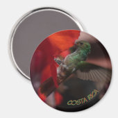 オレンジ色の花の上の緑のハミングバード。マグネット マグネット (正面/裏面)