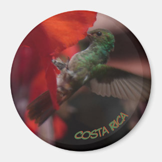 オレンジ色の花の上の緑のハミングバード。マグネット マグネット