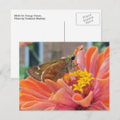 オレンジ色の花の蛾 ポストカード (正面/裏面)