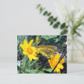 オレンジ色の花の黄色い蝶 ポストカード (スタンド正面)