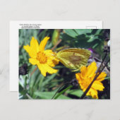 オレンジ色の花の黄色い蝶 ポストカード (正面/裏面)