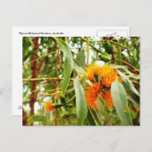 オレンジ色の花はがき ポストカード (正面/裏面)