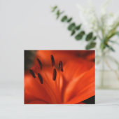 オレンジ色の花はがき ポストカード (スタンド正面)