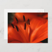 オレンジ色の花はがき ポストカード (正面/裏面)