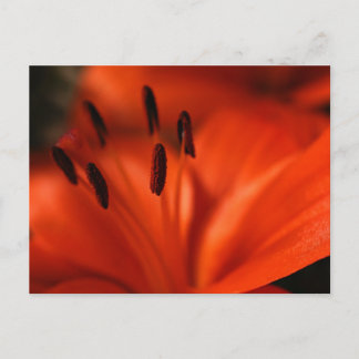 オレンジ色の花はがき ポストカード