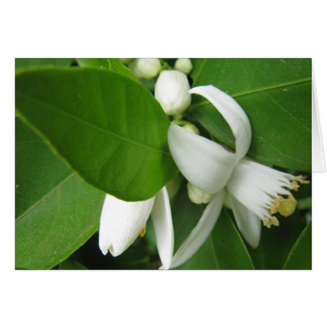 オレンジ色の花 (正面横)