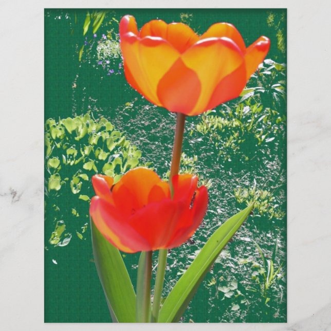 オレンジ色の花 (正面)