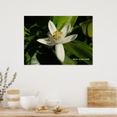 オレンジ色の花 ポスター (キッチン)