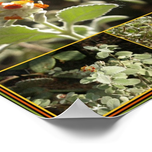 オレンジ色の花 ポスター (角)