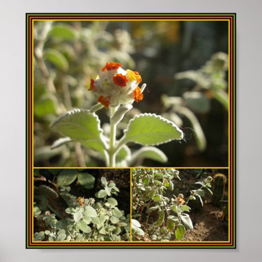 オレンジ色の花 ポスター (正面)