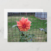 オレンジ色の花 ポストカード (正面/裏面)