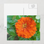 オレンジ色の花 ポストカード (正面/裏面)