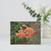 オレンジ色の花 ポストカード (スタンド正面)
