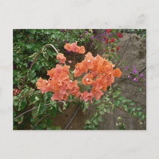 オレンジ色の花 ポストカード (正面)