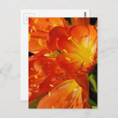 オレンジ色の花 ポストカード (正面/裏面)