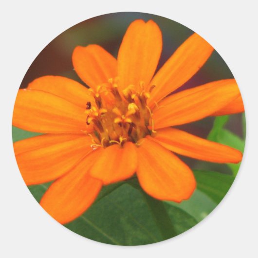 オレンジ色の花 ラウンドシール (正面)
