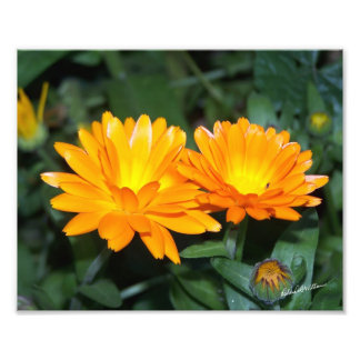 オレンジ色の花#2204 フォトプリント           