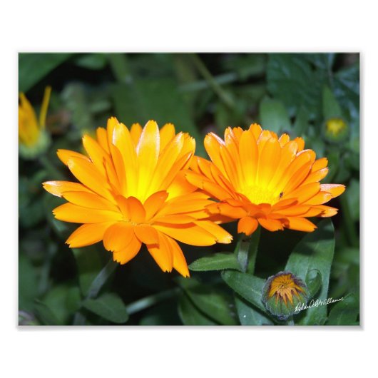 オレンジ色の花#2204 フォトプリント            (正面)