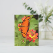 オレンジ色の蝶 ポストカード (スタンド正面)