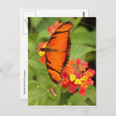 オレンジ色の蝶 ポストカード (正面/裏面)
