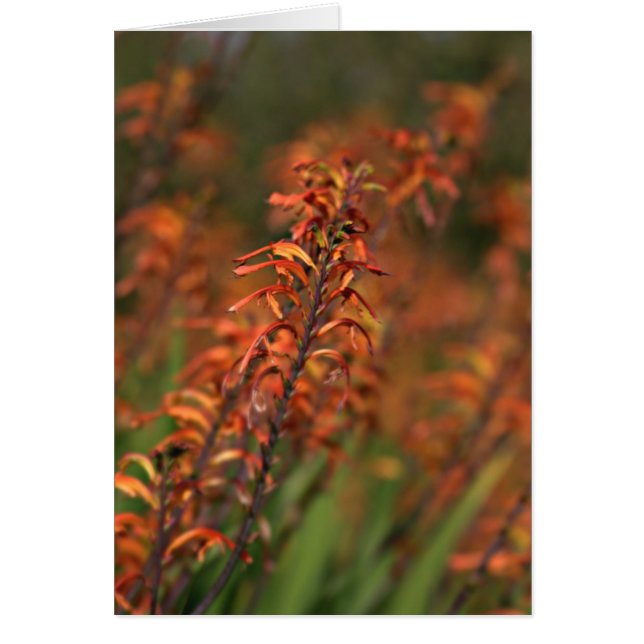 オレンジ色の輝きの分野 (正面)