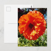 オレンジ色の輝くポピー ポストカード (正面/裏面)