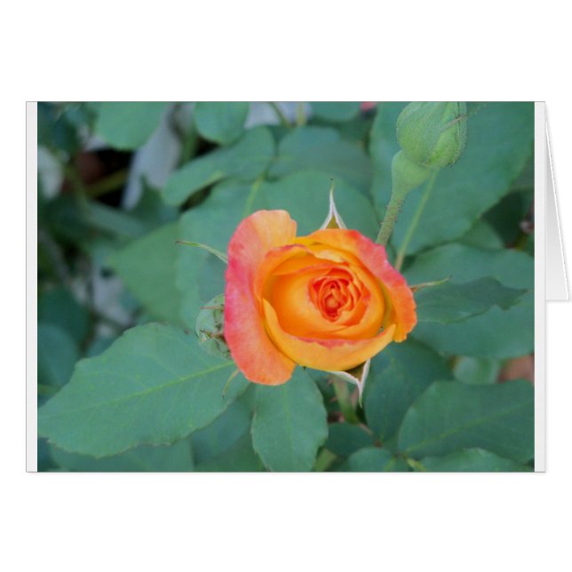 オレンジ色の黄色バラの花 (正面横)