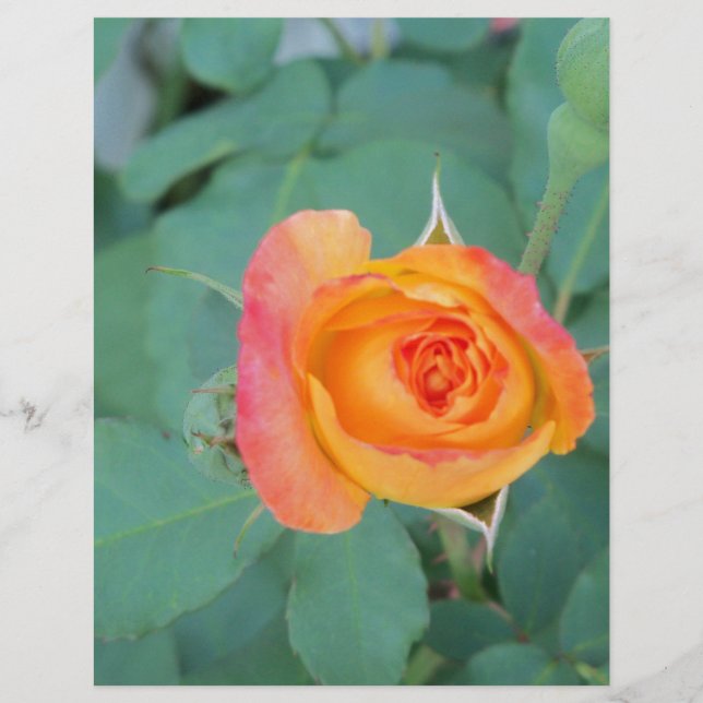 オレンジ色の黄色バラの花 (正面)