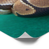 オレンジ色のPython写真(緑のバック付き)バラ ポスター (角)