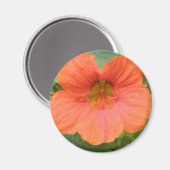 オレンジ色ナスタチウム花磁石 マグネット (正面/裏面)